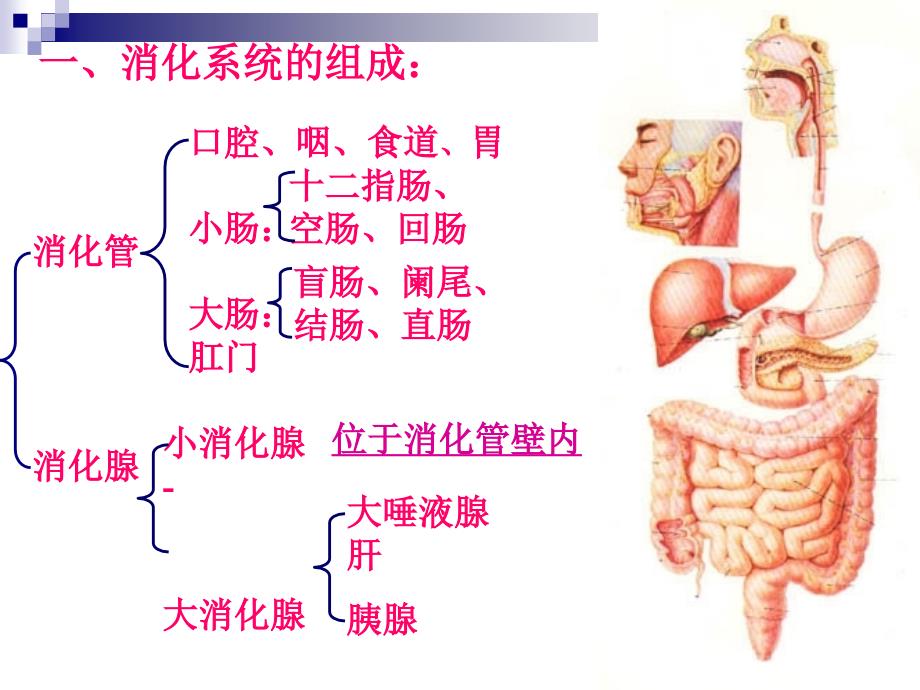 7人体组织学与解剖学课件消化系统1_第2页