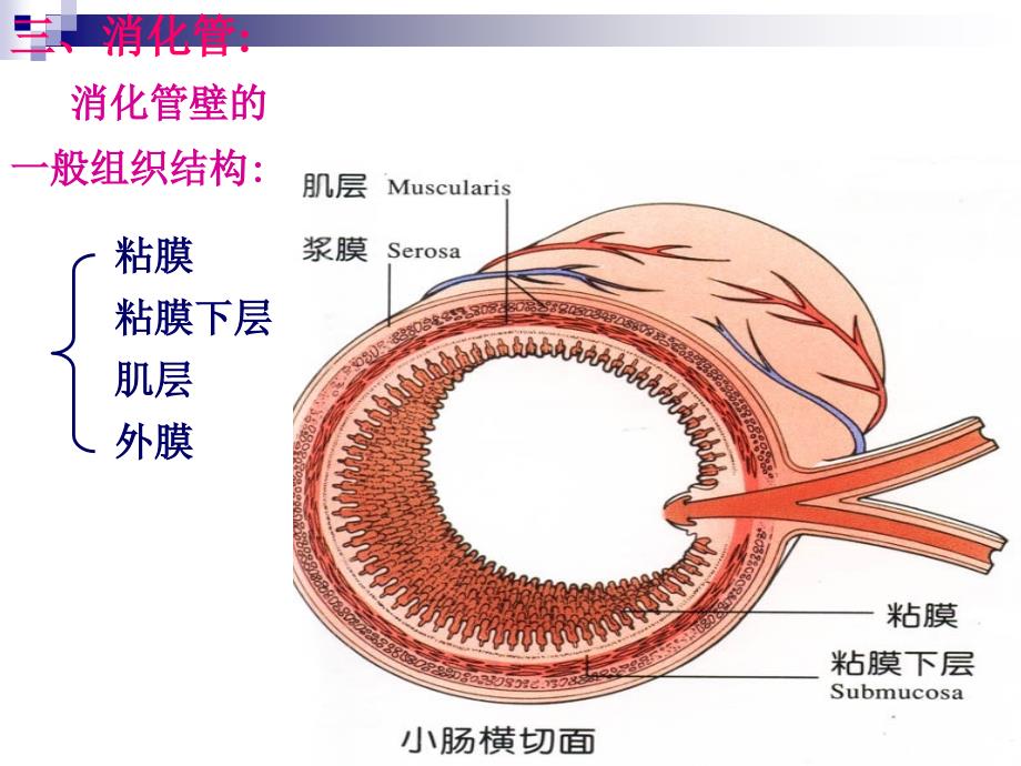 7人体组织学与解剖学课件消化系统1_第4页