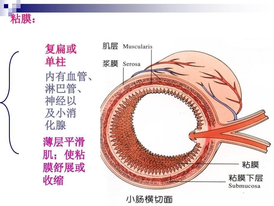 7人体组织学与解剖学课件消化系统1_第5页