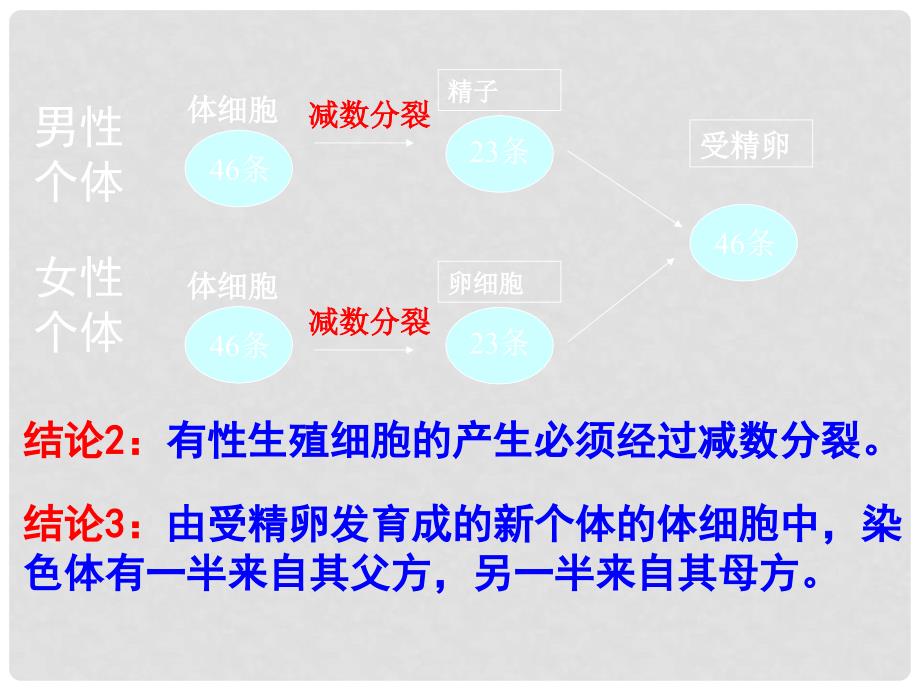 高中生物 第二章 基因和染色体的关系 2.1.1 减数分裂教学课件 新人教版必修2_第4页