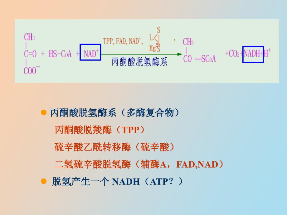 丙酮酸脱氢酶系多酶复合物_第1页