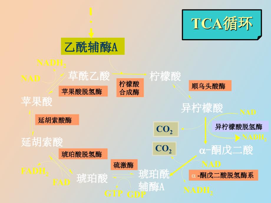 丙酮酸脱氢酶系多酶复合物_第3页