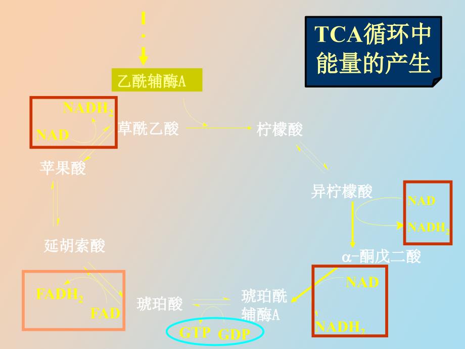 丙酮酸脱氢酶系多酶复合物_第4页