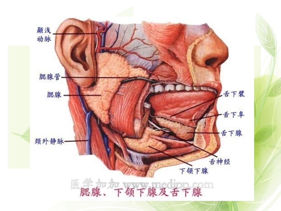 流行性腮腺炎的护理.ppt_第4页