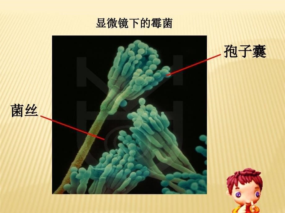 (教科版)四年级科学下册课件_面包发霉了_3021(1)_第5页