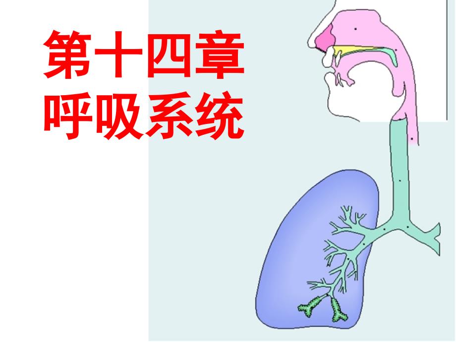 系统解剖学呼吸系统_第1页