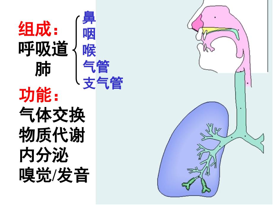 系统解剖学呼吸系统_第2页