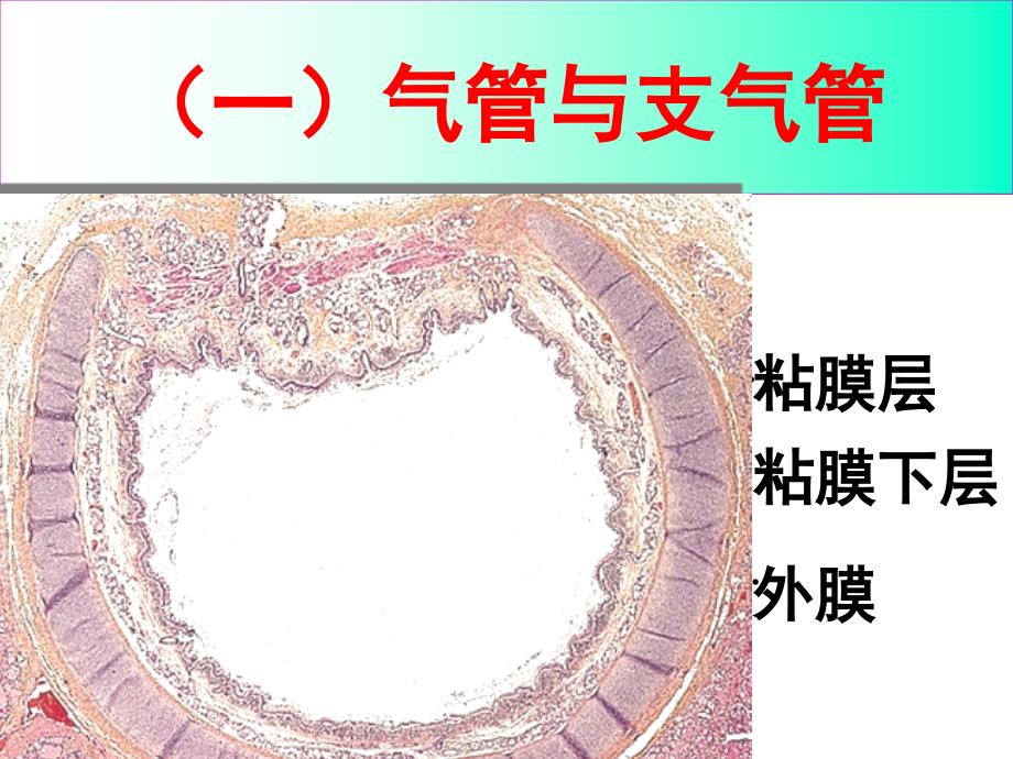 系统解剖学呼吸系统_第3页