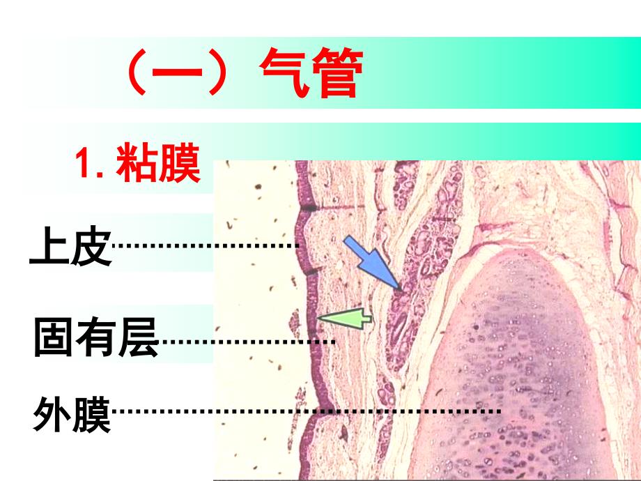 系统解剖学呼吸系统_第4页