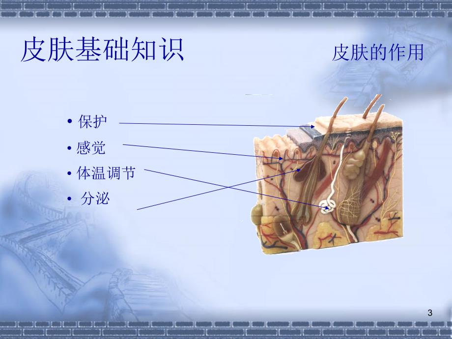 皮肤基础知识课堂PPT_第3页