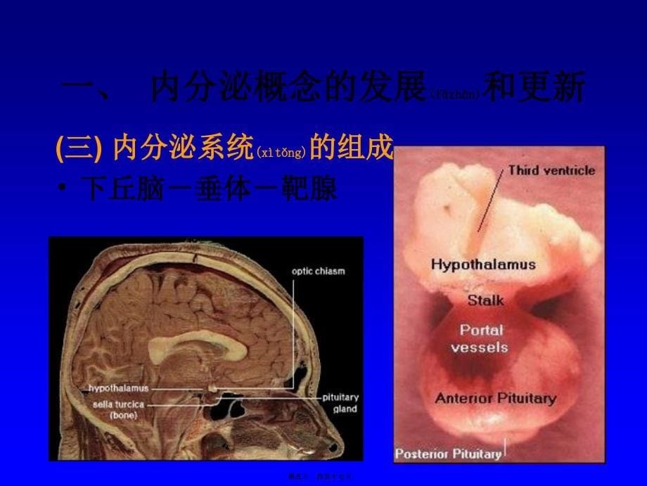 医学专题—内分泌总论2008.5(口腔)19540_第5页