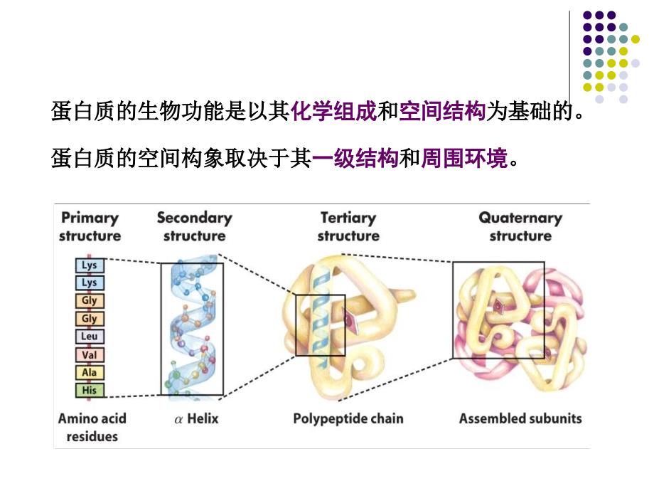 25蛋白质的结构与功能2_第2页