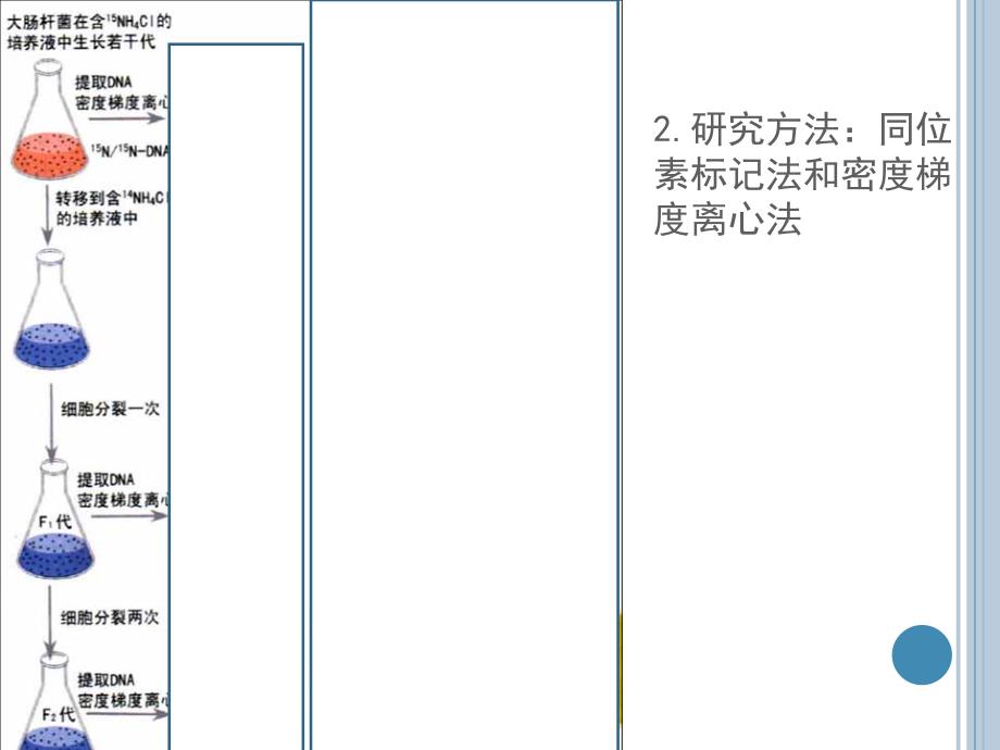 DNA分子的复制41229[精选文档]_第4页