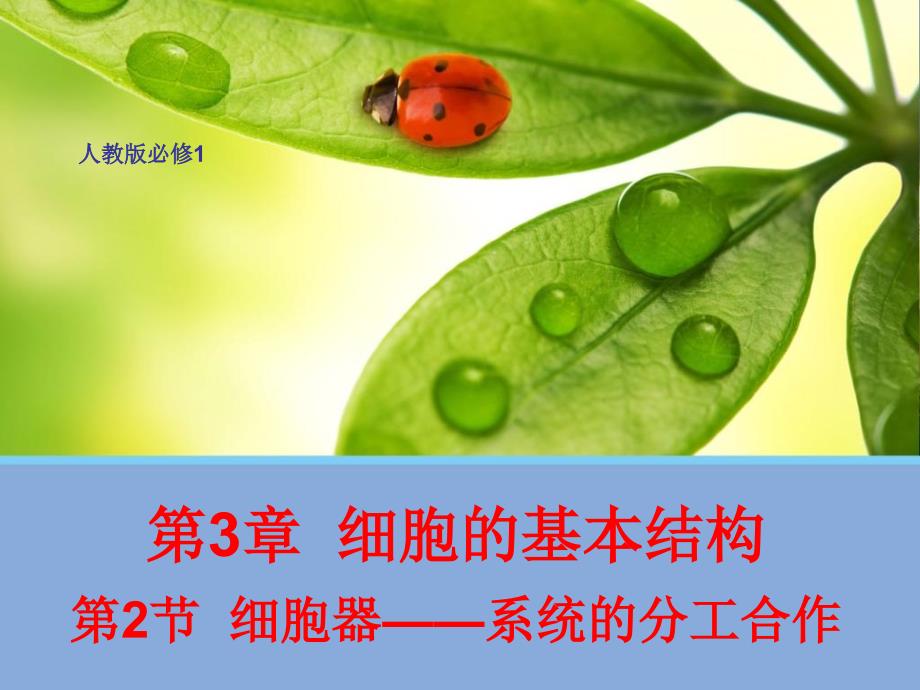 《生物细胞器》PPT课件.ppt_第1页