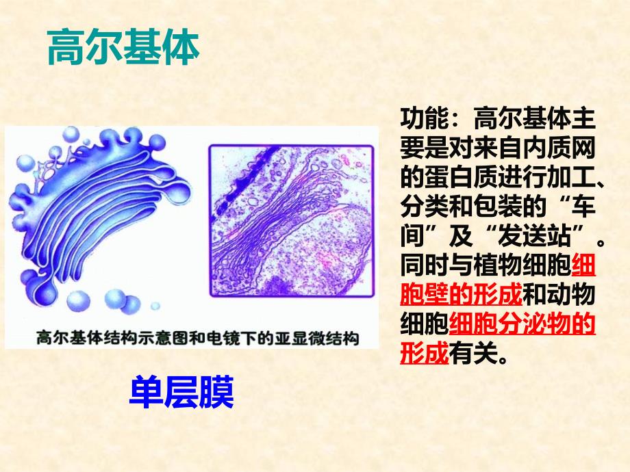 《生物细胞器》PPT课件.ppt_第3页