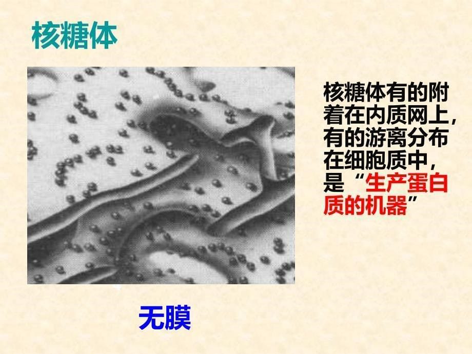 《生物细胞器》PPT课件.ppt_第5页