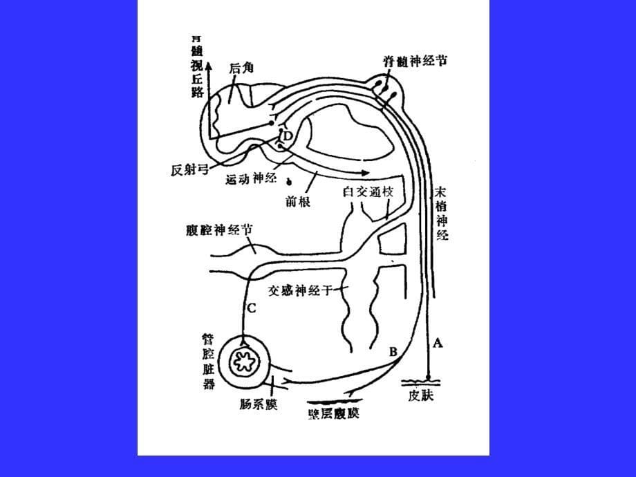 腹痛的鉴别与案例分析课件_第5页