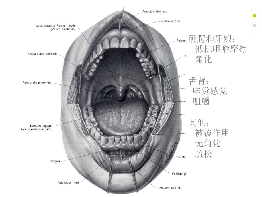 第5章口腔粘膜知识分享_第4页