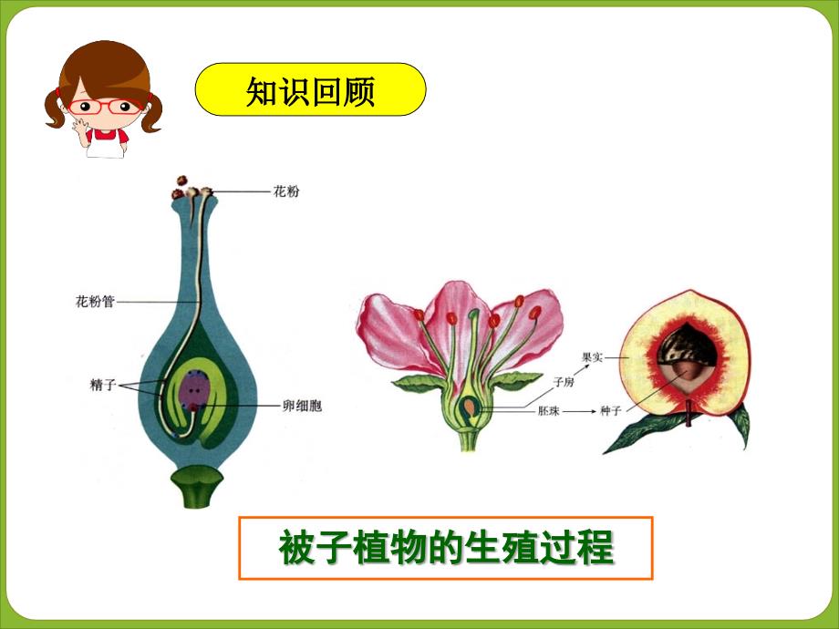 七年级下册生物生殖器官2015课件.ppt_第4页