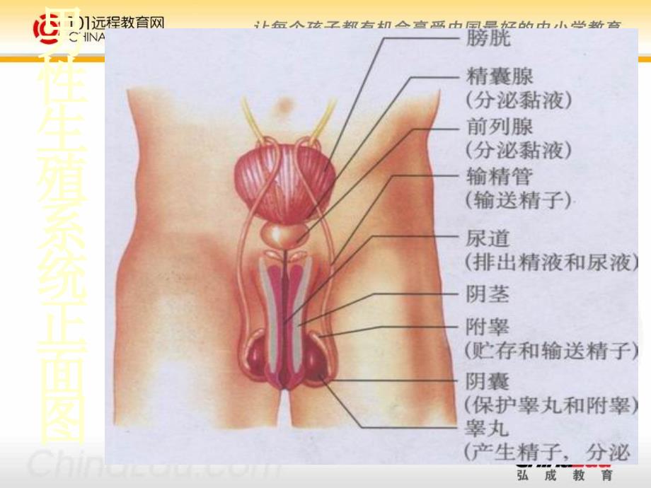 九年级复习人的生殖课件_第3页