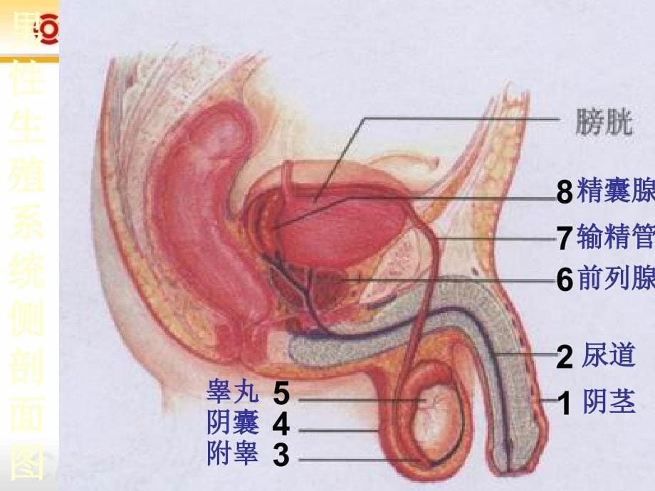 九年级复习人的生殖课件_第5页