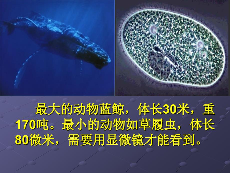 科学多彩的生命课件涂晓涛_第4页