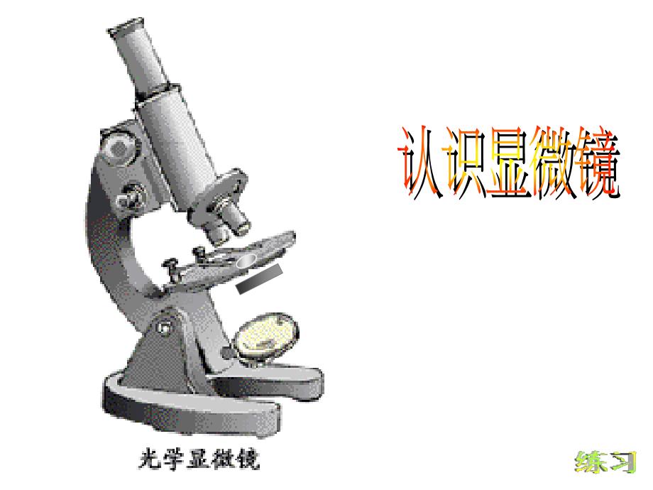 《显微镜结构与使用》PPT课件_第3页