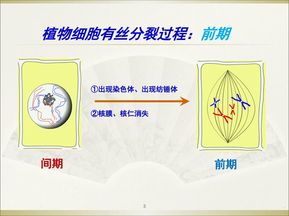 减数分裂优秀课件_第3页