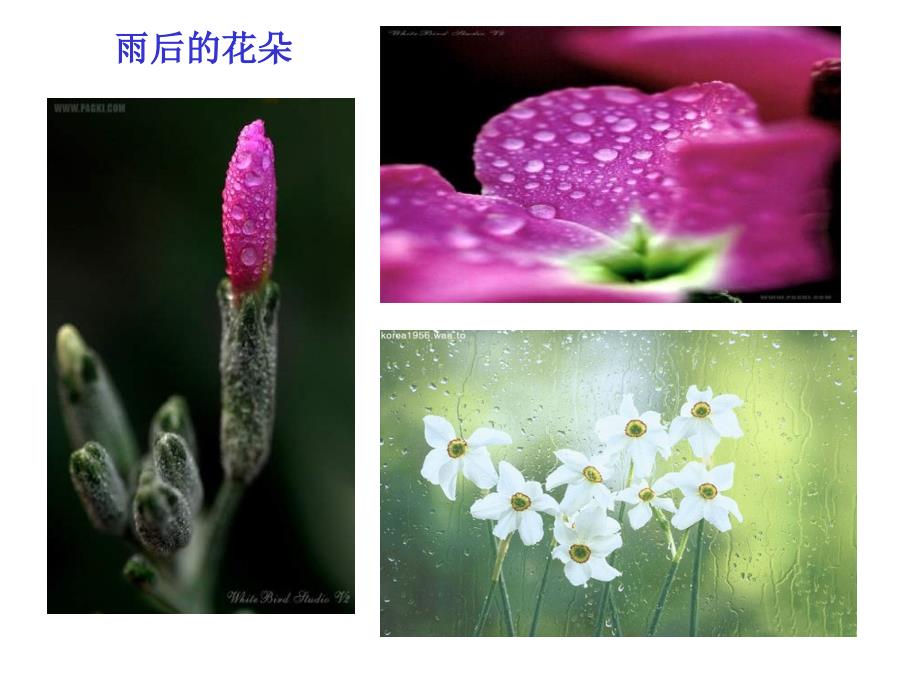 苏教版二年级语文下册_雨后1_第3页