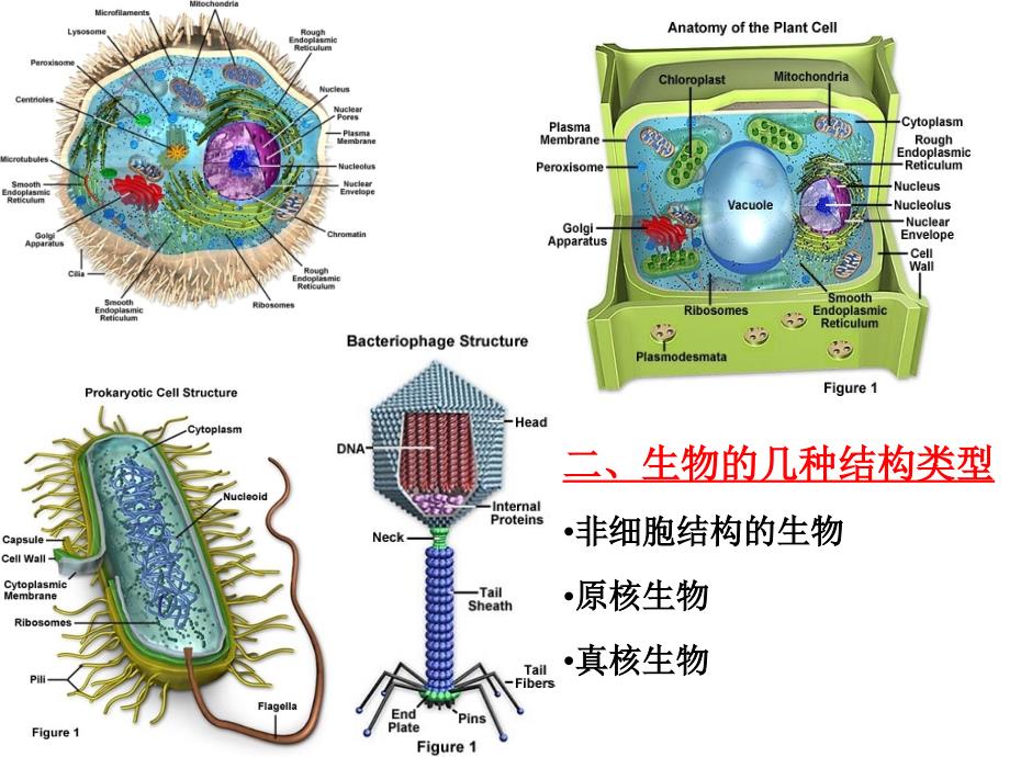 细胞生物学基础_第3页