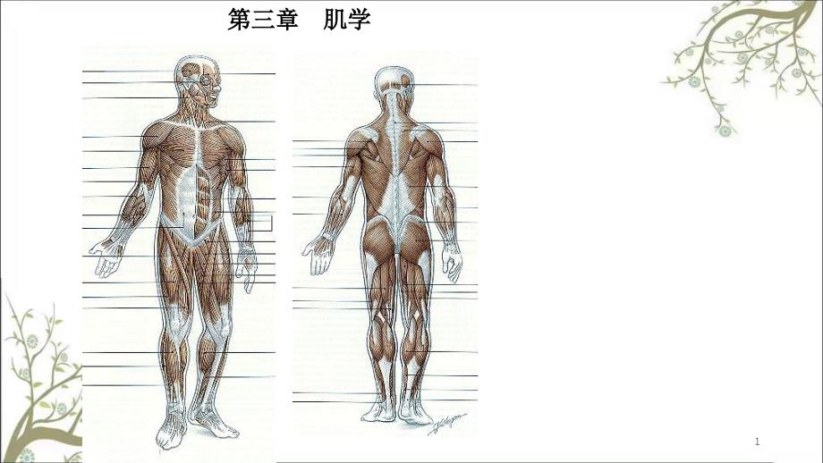 人体解剖学肌学课件_第1页