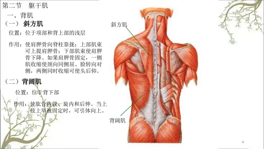 人体解剖学肌学课件_第4页