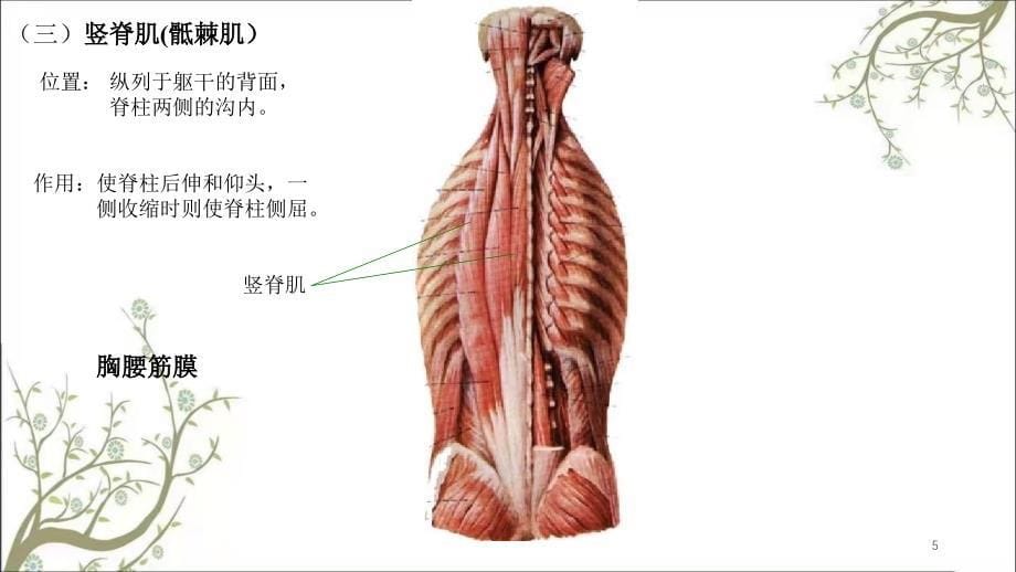 人体解剖学肌学课件_第5页