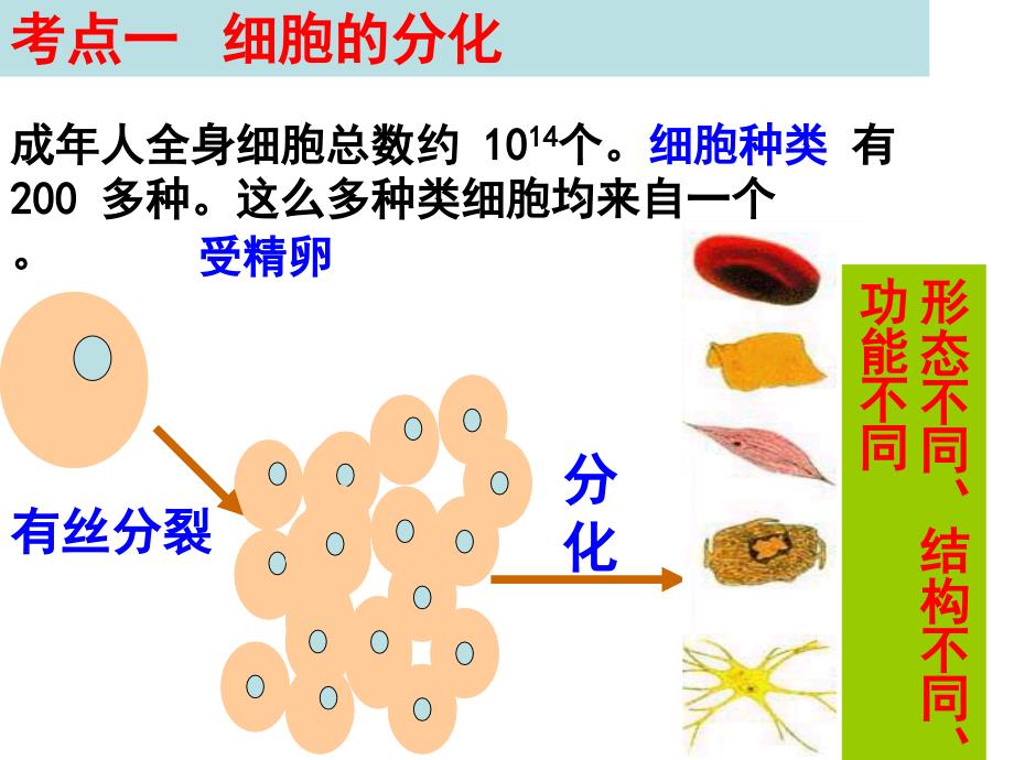 复习细胞的分化衰老凋亡和癌变_第2页