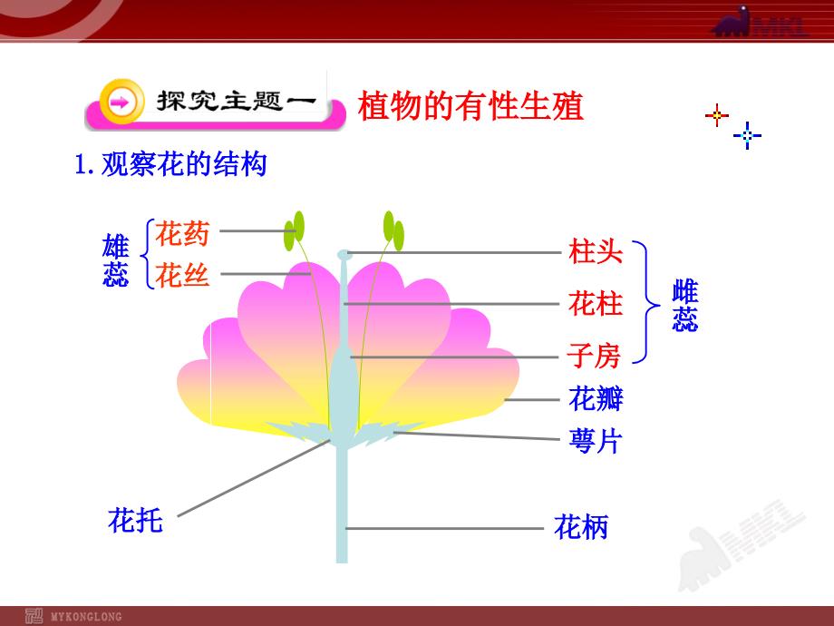 第一节植物的生殖_第4页