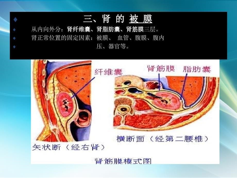 泌 尿 系 统_第5页