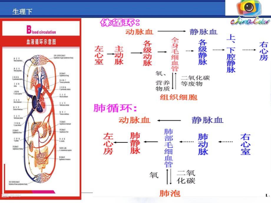 放血排瘀疗法讲义_第3页