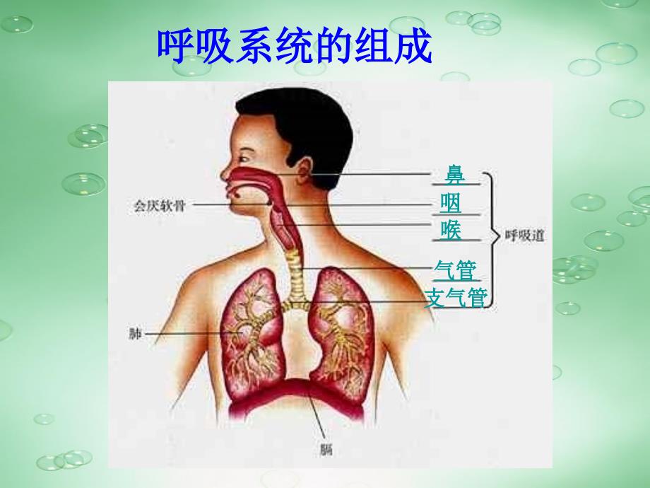 第一节呼吸道空气的处理_第2页