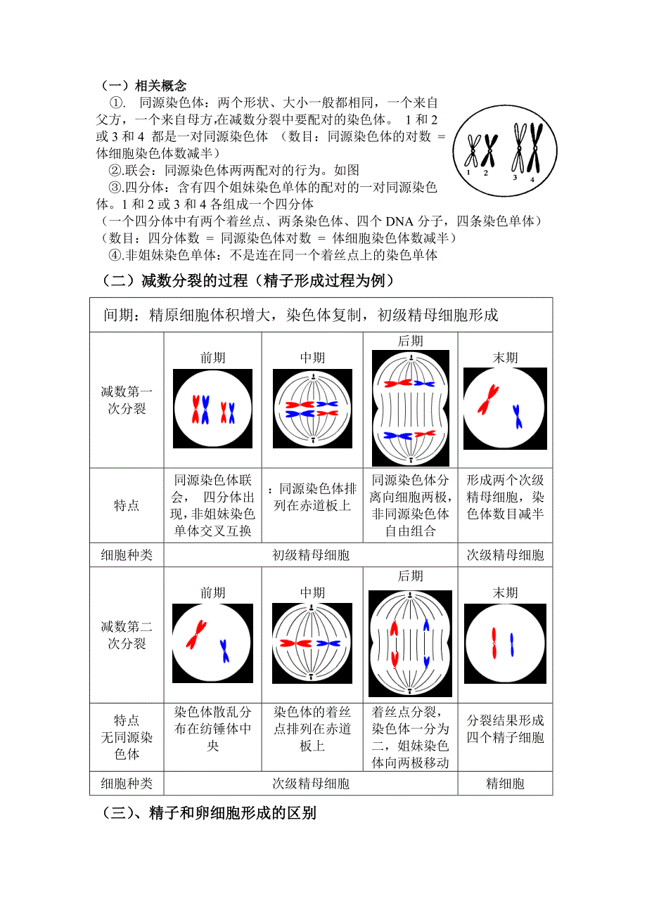 高中生物必修二有丝分裂-减数分裂详尽分析.doc_第2页