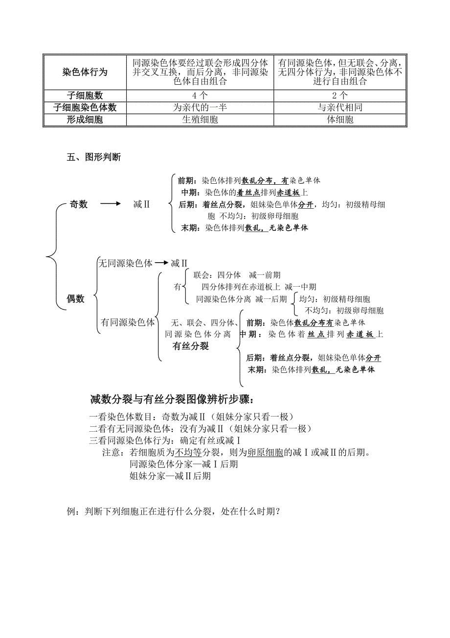 高中生物必修二有丝分裂-减数分裂详尽分析.doc_第5页