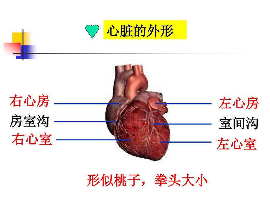 心脏基础护理_第3页