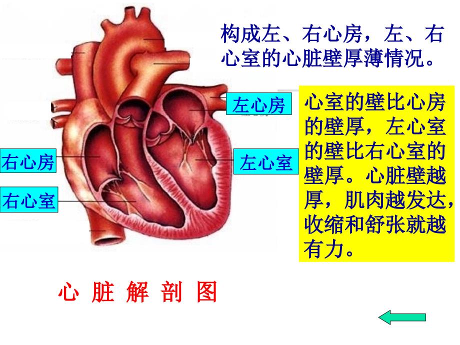 心脏基础护理_第4页