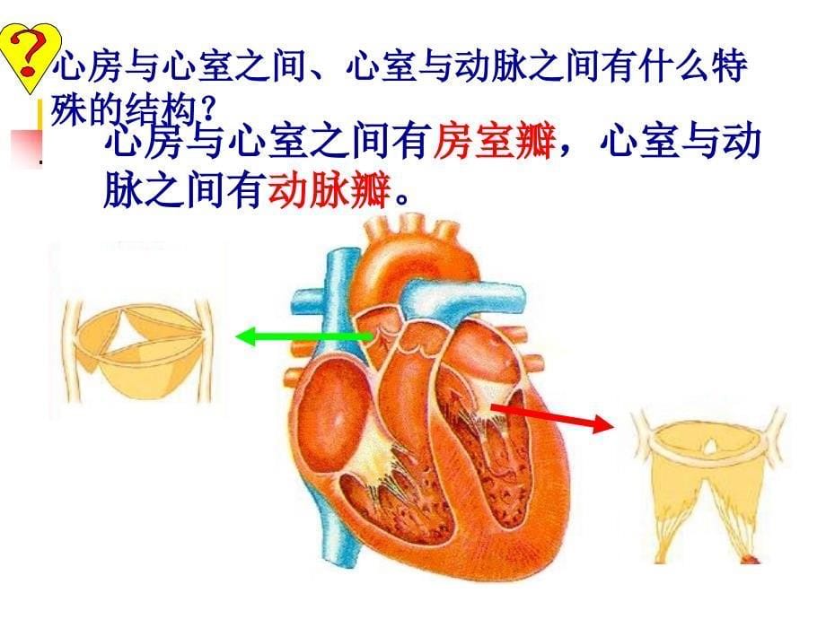 心脏基础护理_第5页