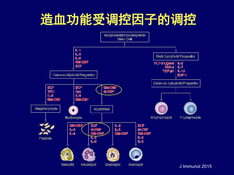 长效在淋巴瘤化疗中的支持应用_第2页