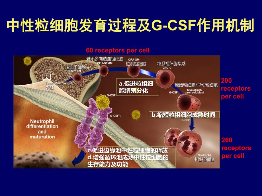 长效在淋巴瘤化疗中的支持应用_第3页