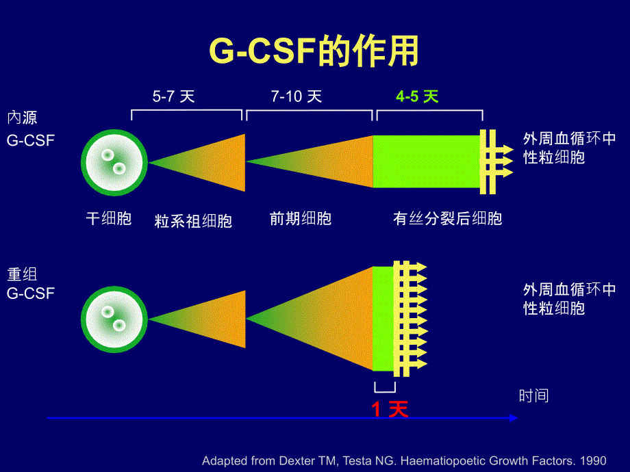 长效在淋巴瘤化疗中的支持应用_第4页