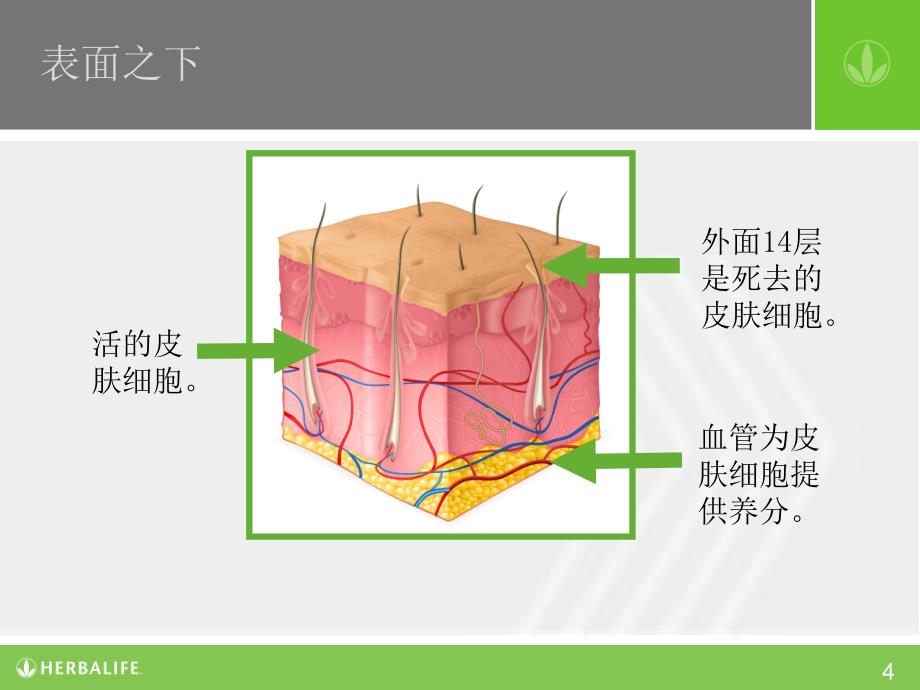 营养教育系列课程：营养和皮肤健康 第一课 皮肤–内部的故事_第4页