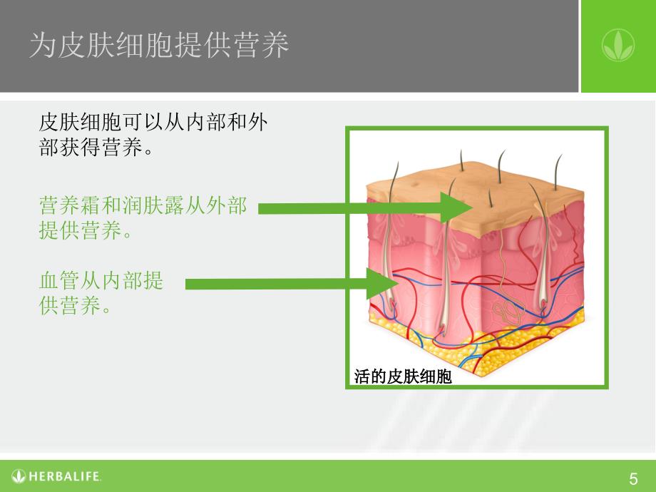 营养教育系列课程：营养和皮肤健康 第一课 皮肤–内部的故事_第5页