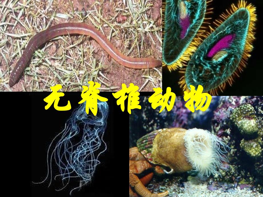 生物的分类无脊椎动物_第1页