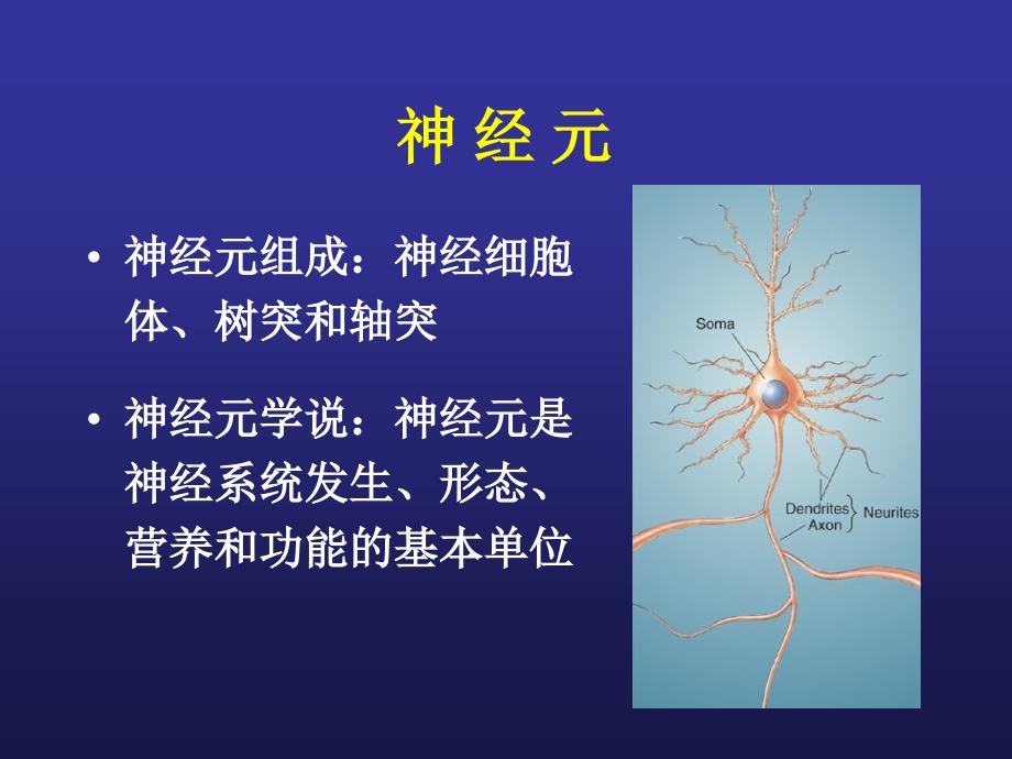 大脑皮层功能区简介2_第2页